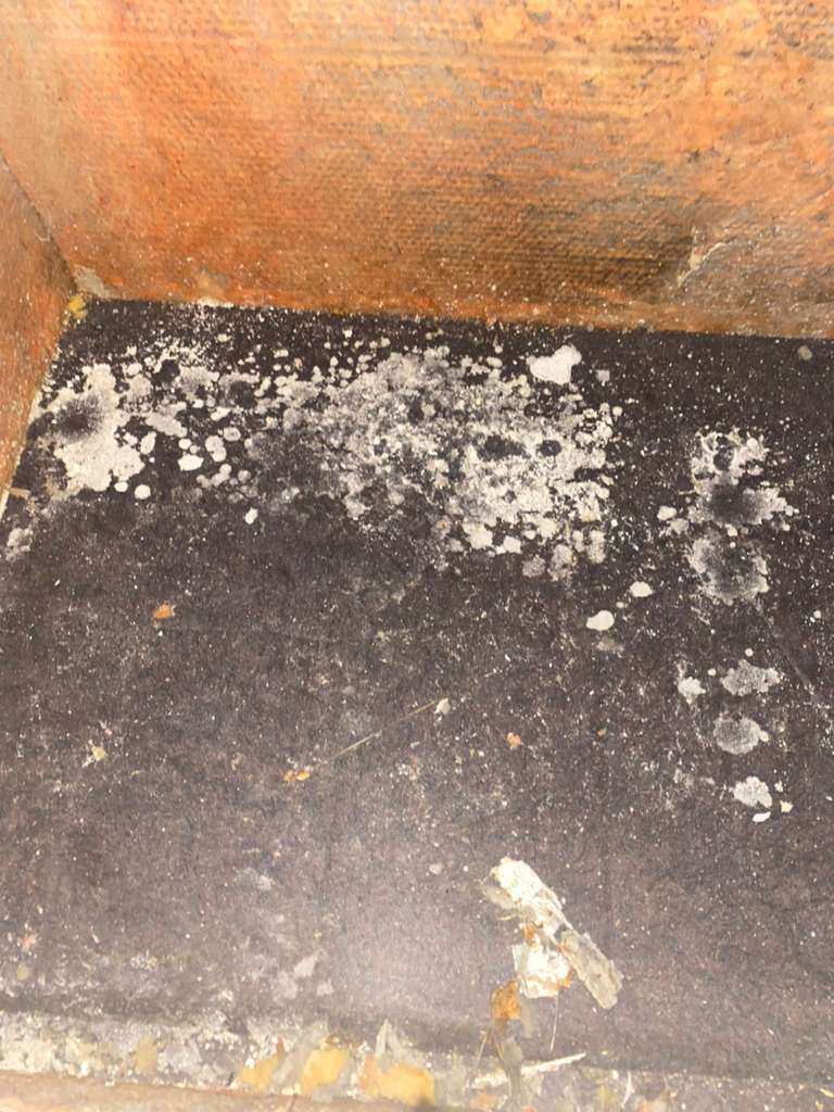 Extensive mold inside the return plenum beneath the garage air handler